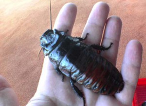 cockroach