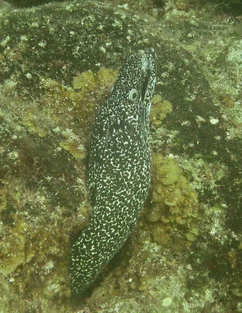 SeaLife DC1400