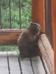 marmot