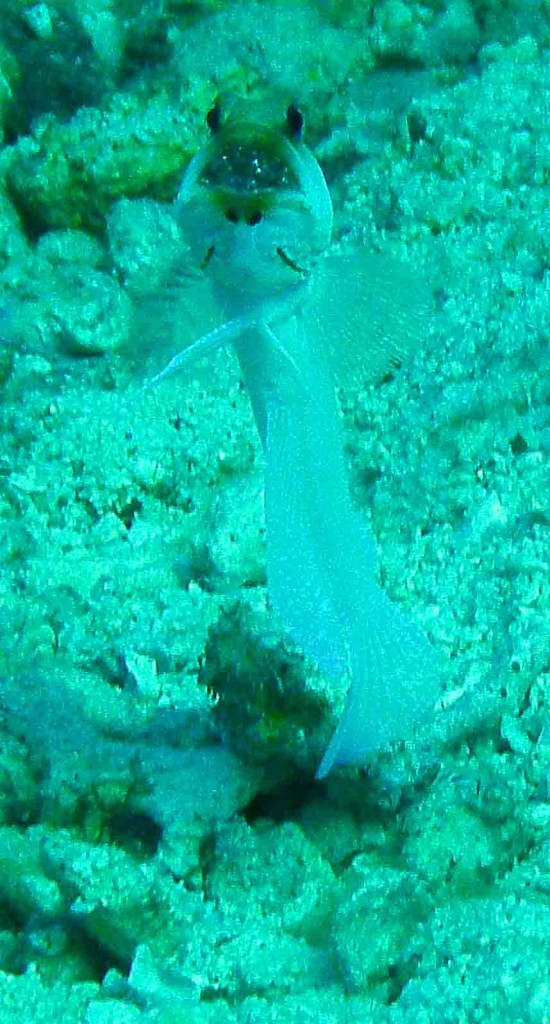 Jawfish2