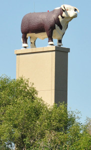 kcbull