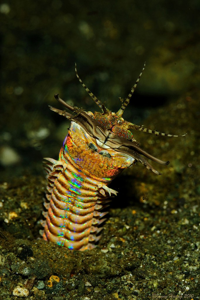 800px-Eunice_aphroditois
