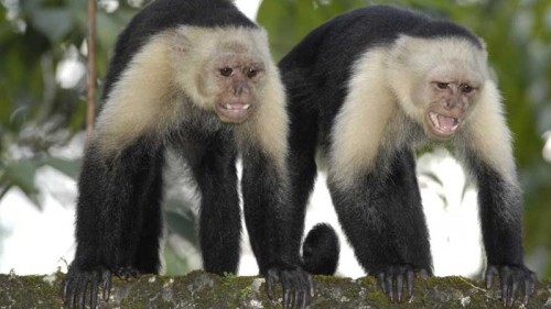 Two white-headed capuchin monkeys (also known as the white-faced capuchin or white-throated capuchin) on Gorgona island, off Colombia's Pacific coast.