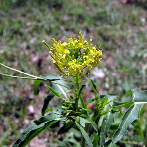 440px-Sisymbrium_irio_flower